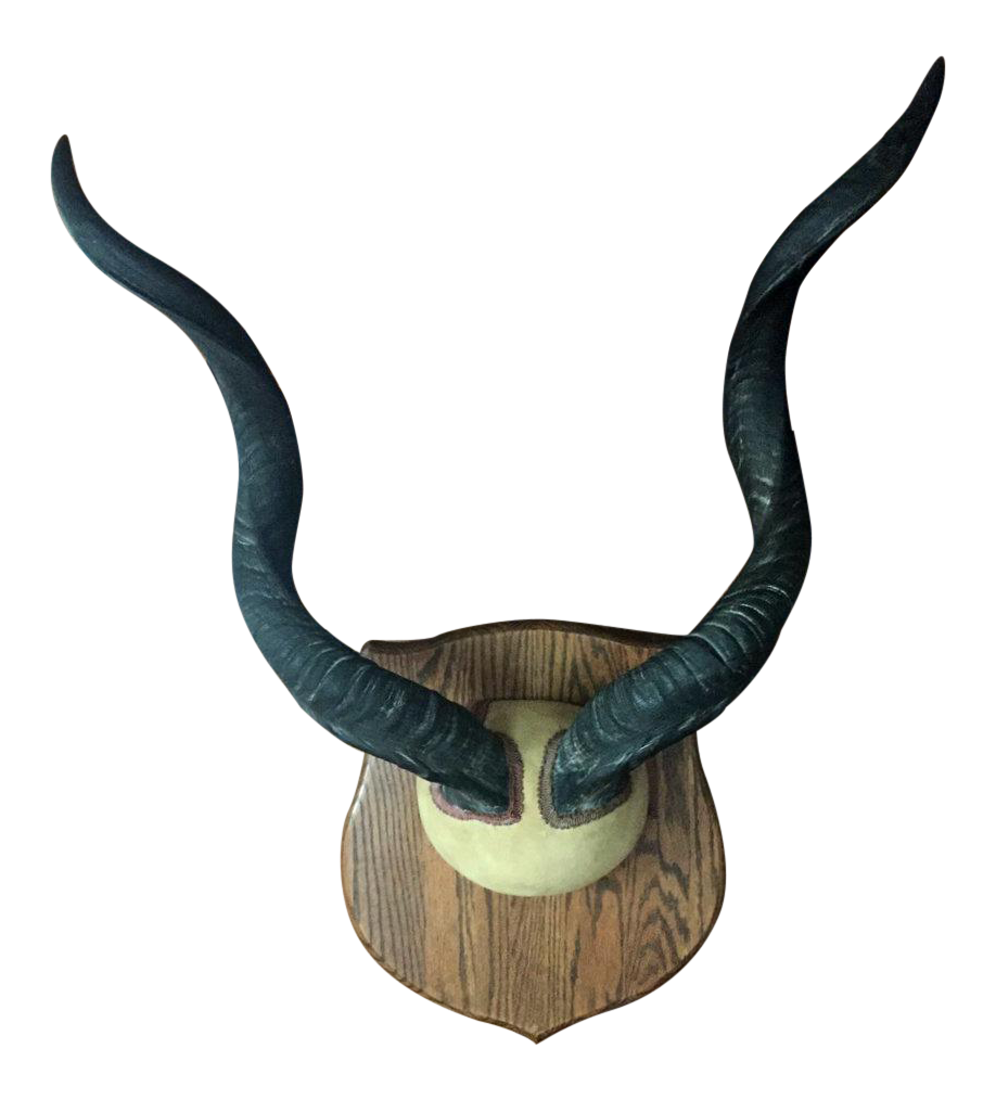 Mounted Greater Kudu Horns Chairish