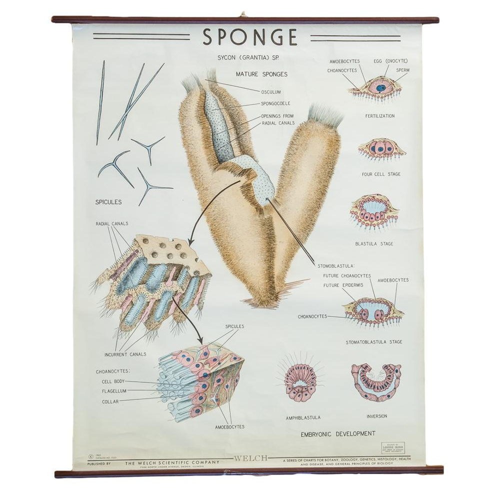 Vintage Biology Pull Down Chart of Sponge Grantia Chairish