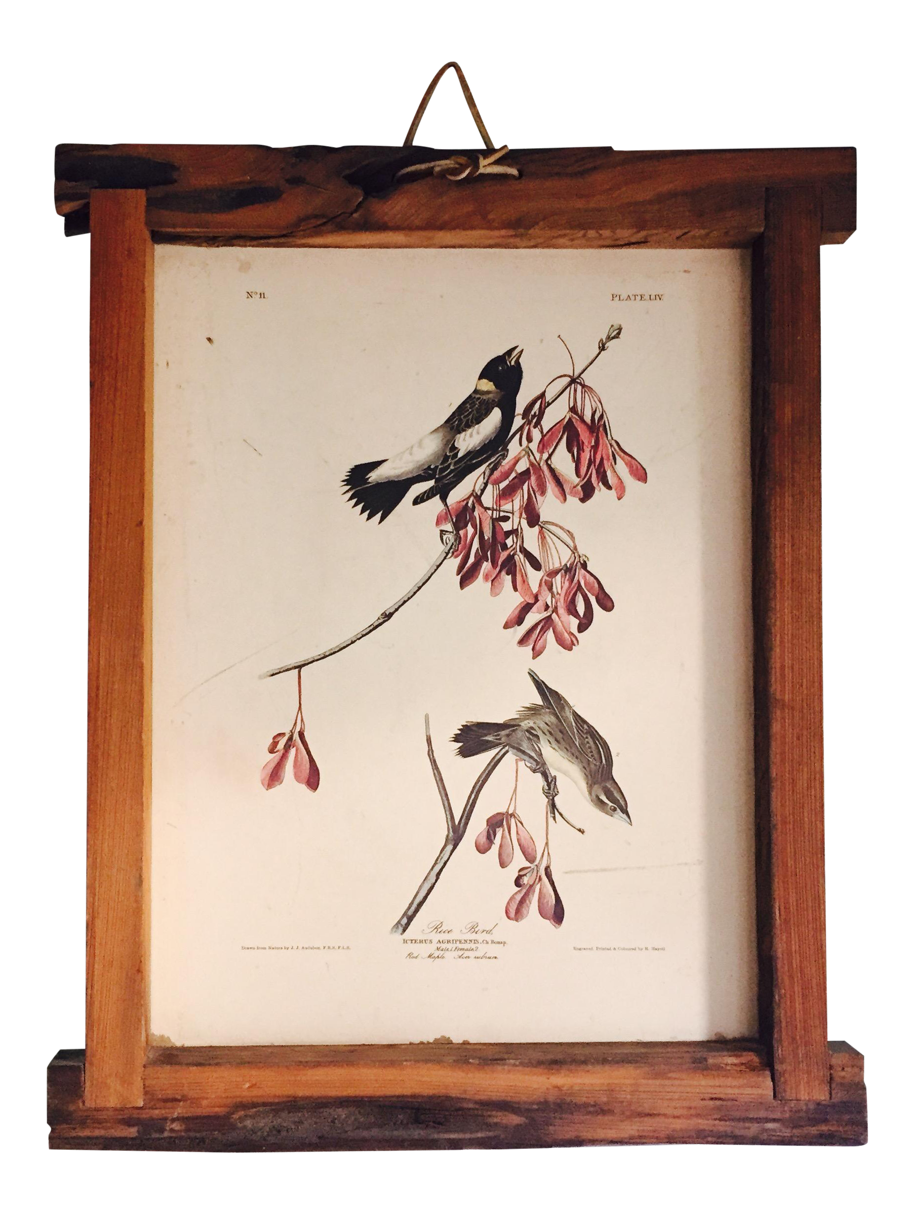 Vintage Framed Audubon Bird Print Chairish
