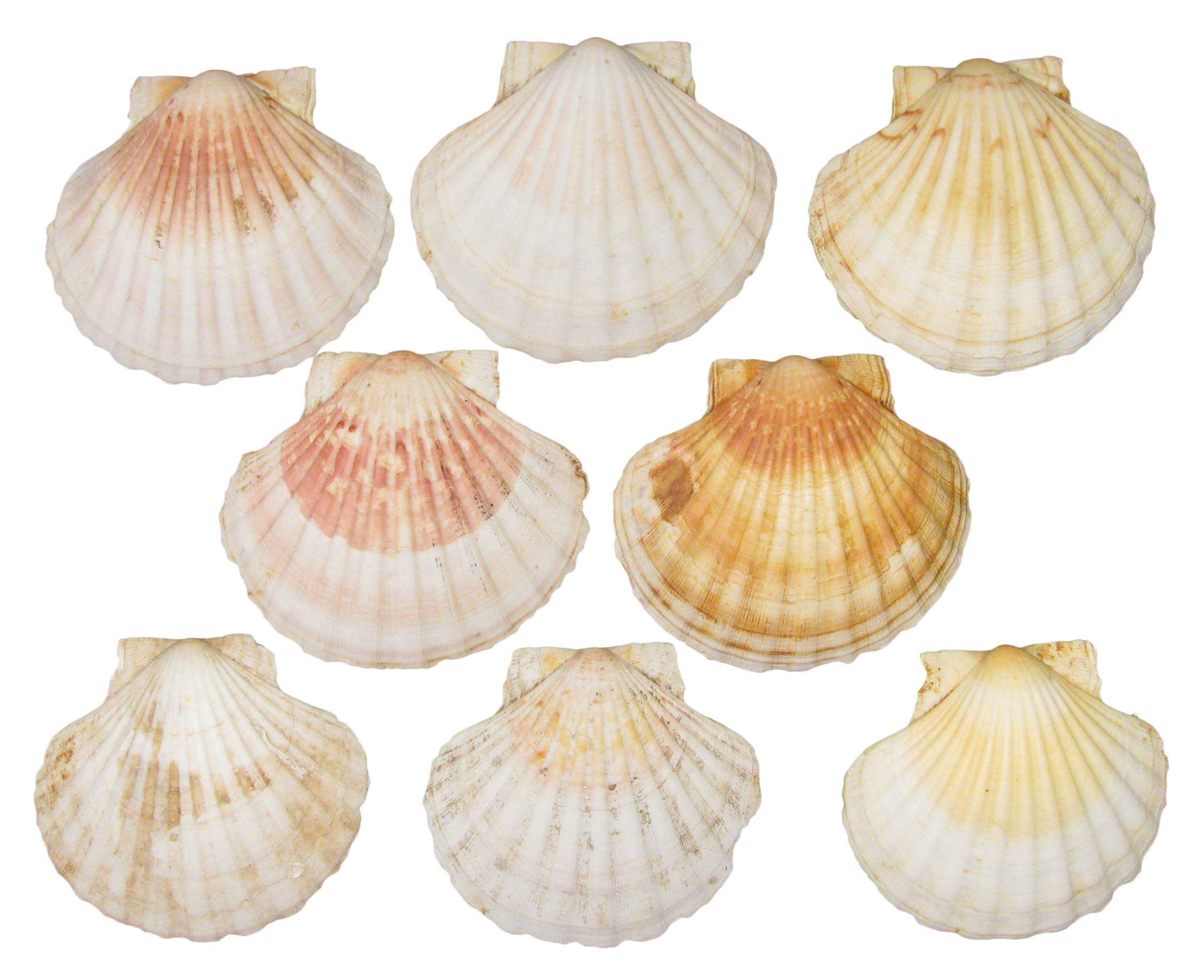 French Mediterranean Scallop Shells Set of 8 Chairish