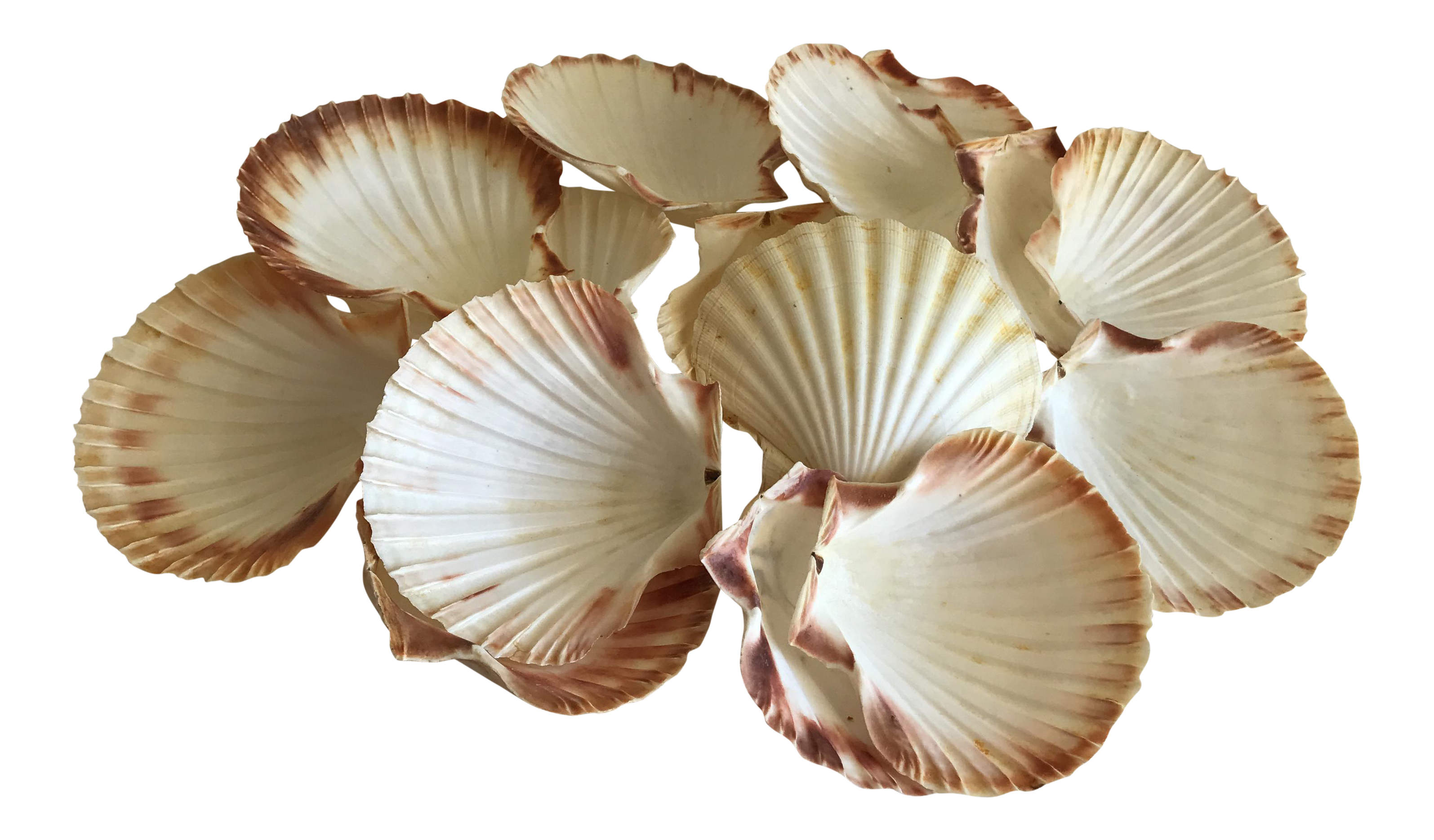 Natural Sea Shells Set of 15 Chairish