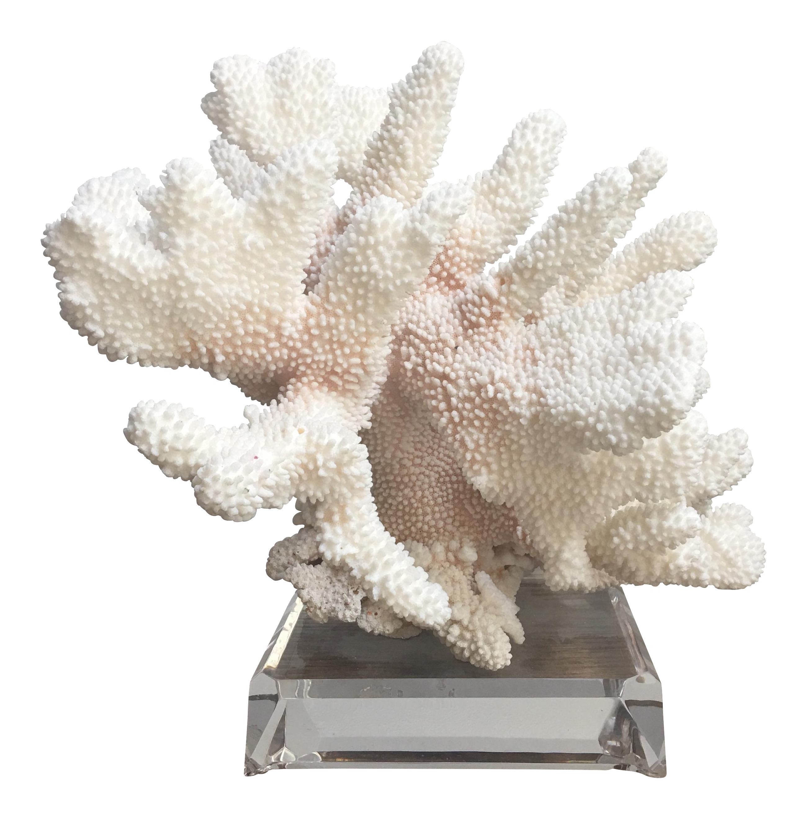 Coral Decoration on Acrylic Stand Chairish