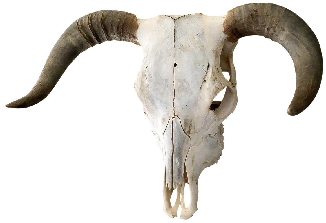 Authentic Horned Bull Skull | Chairish