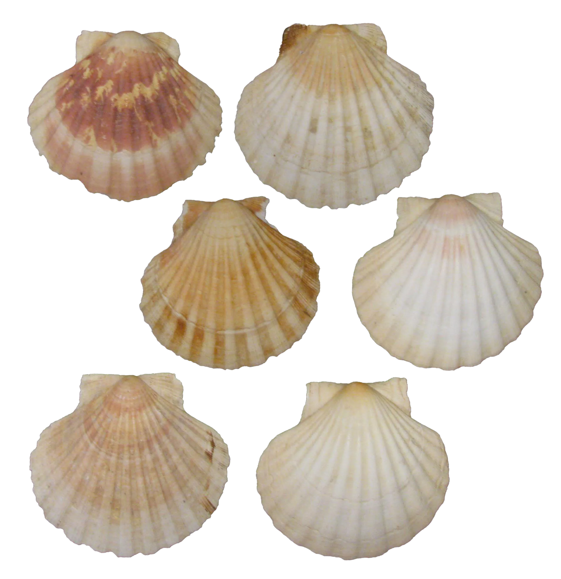 French Mediterranean Scallop Shells Set of 6 Chairish