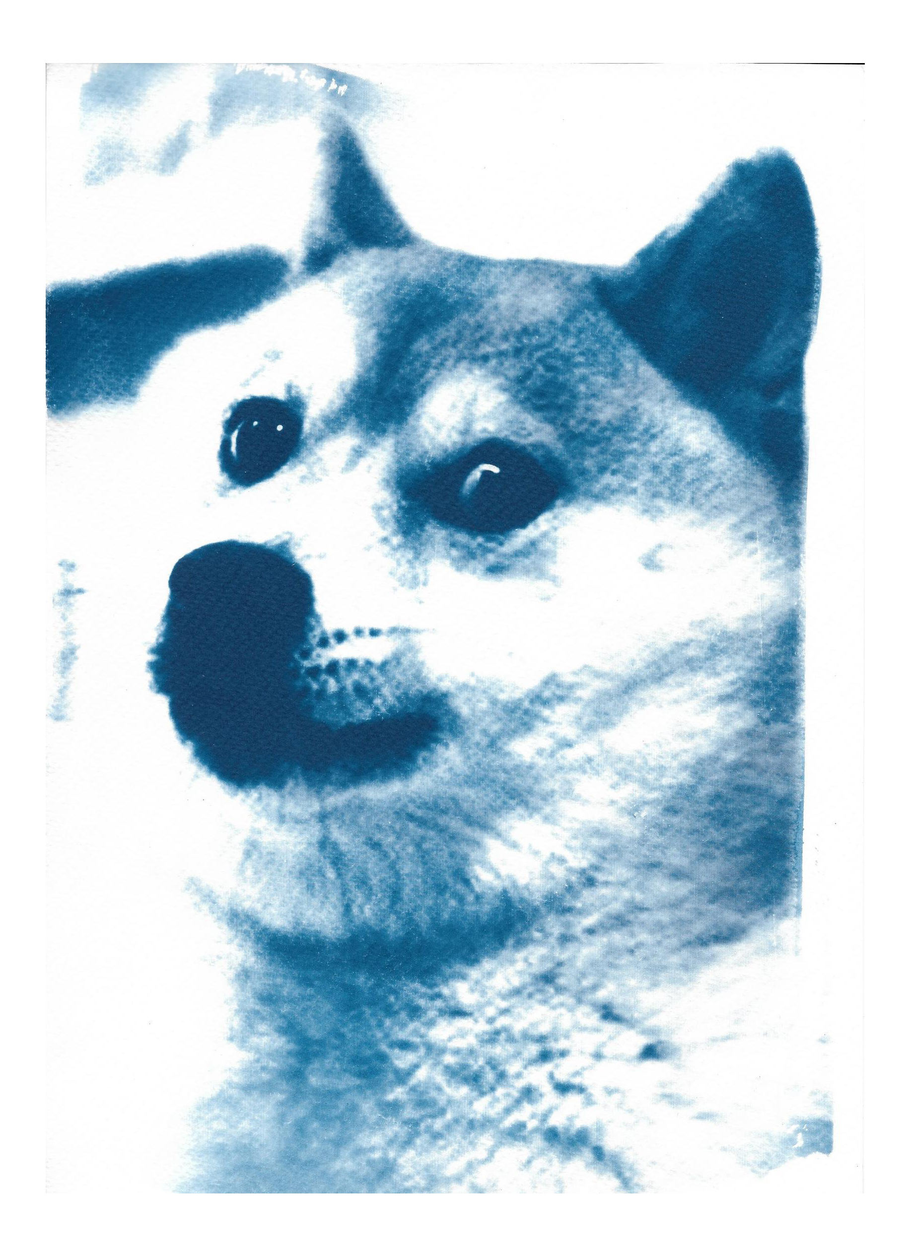 Limited Edition, Doge Meme! Wow! Much Cool! Cyanotype Print on Watercolor Paper  Chairish