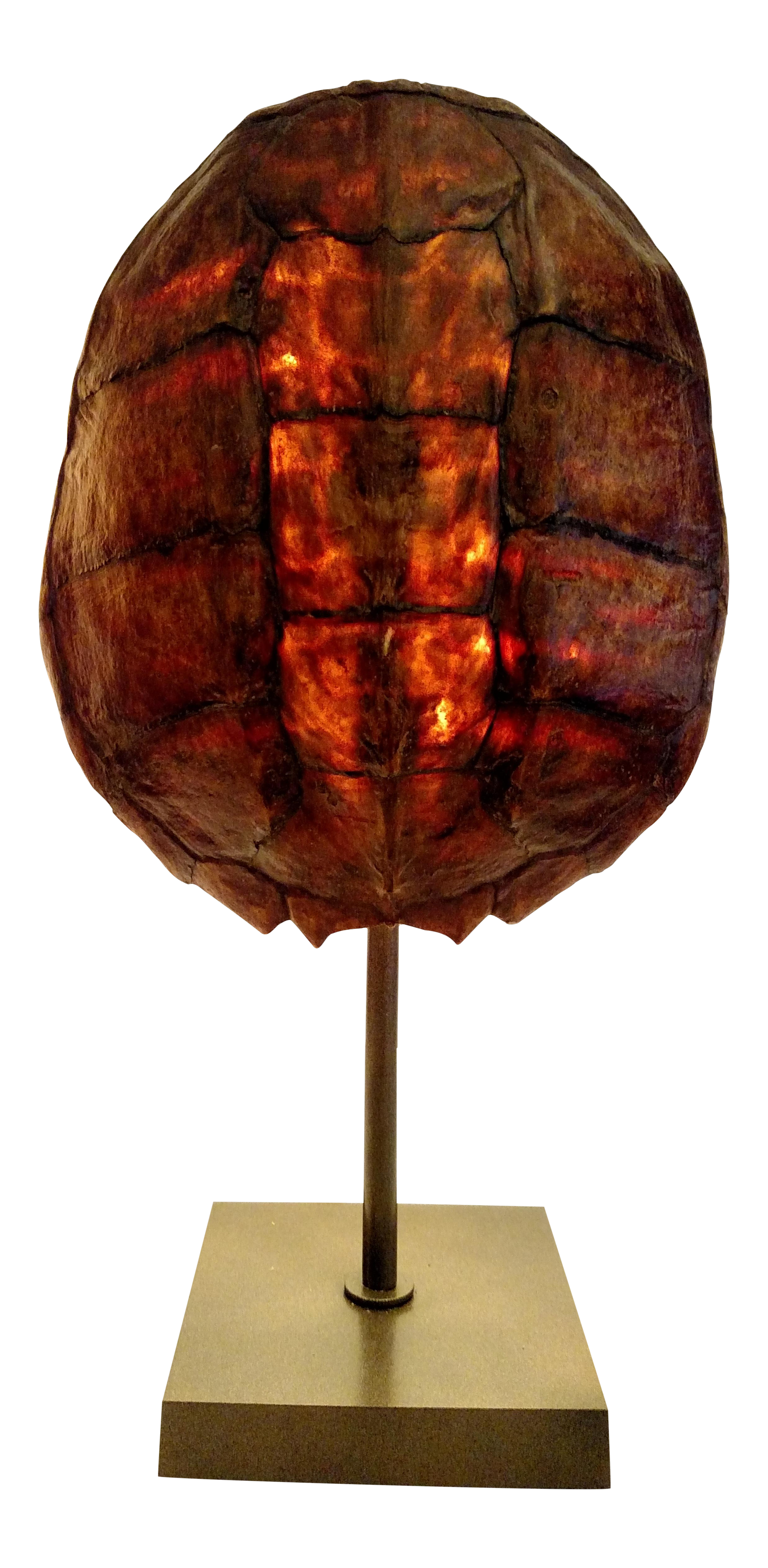 Turtle Shell Table Lamp | Chairish
