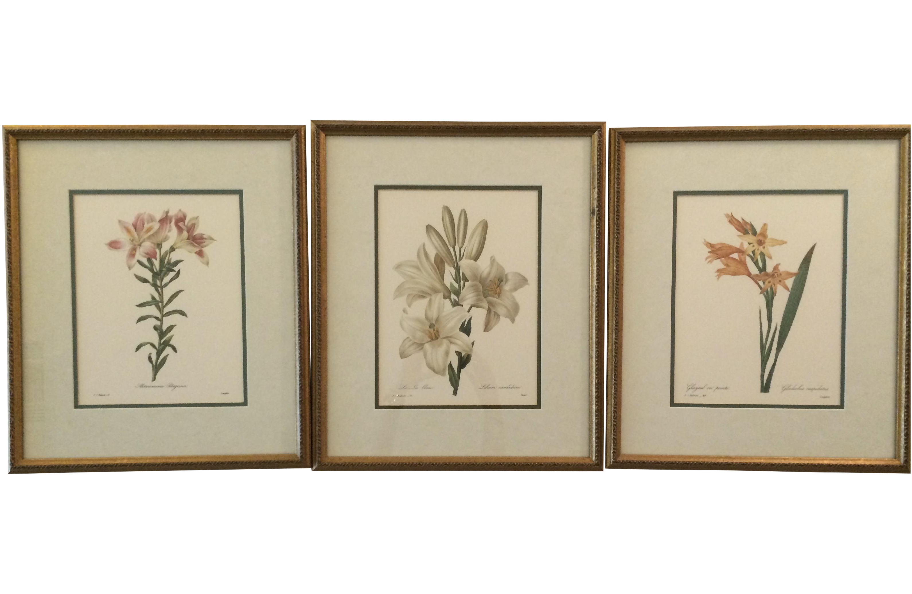 French Vintage Framed Botanical Prints Set of 3 Chairish
