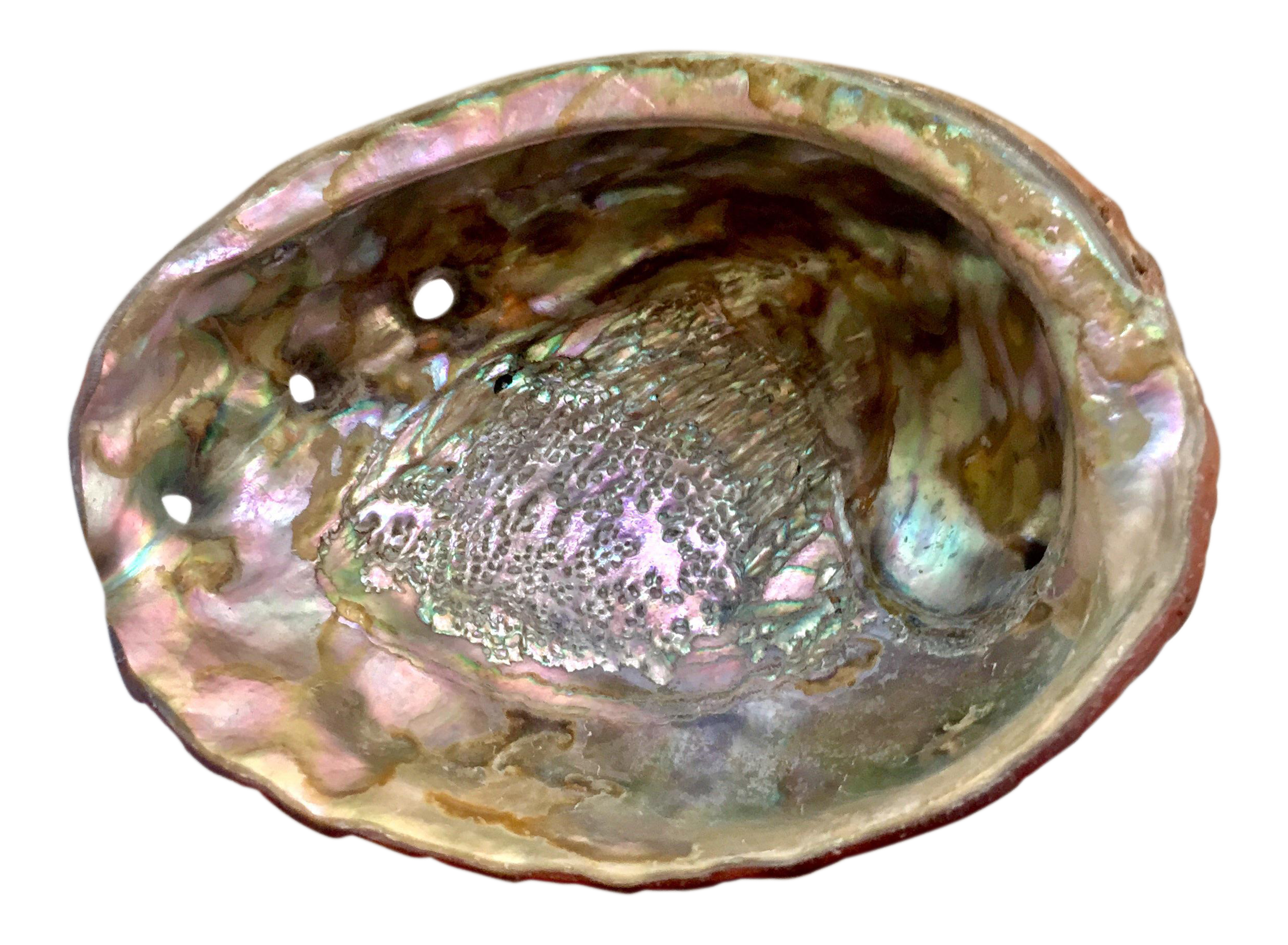 Морское ушко. Abalone моллюск. Абалон Морское ушко. Моллюск Морское ушко (абалон).. Моллюски одностворчатые раковины.