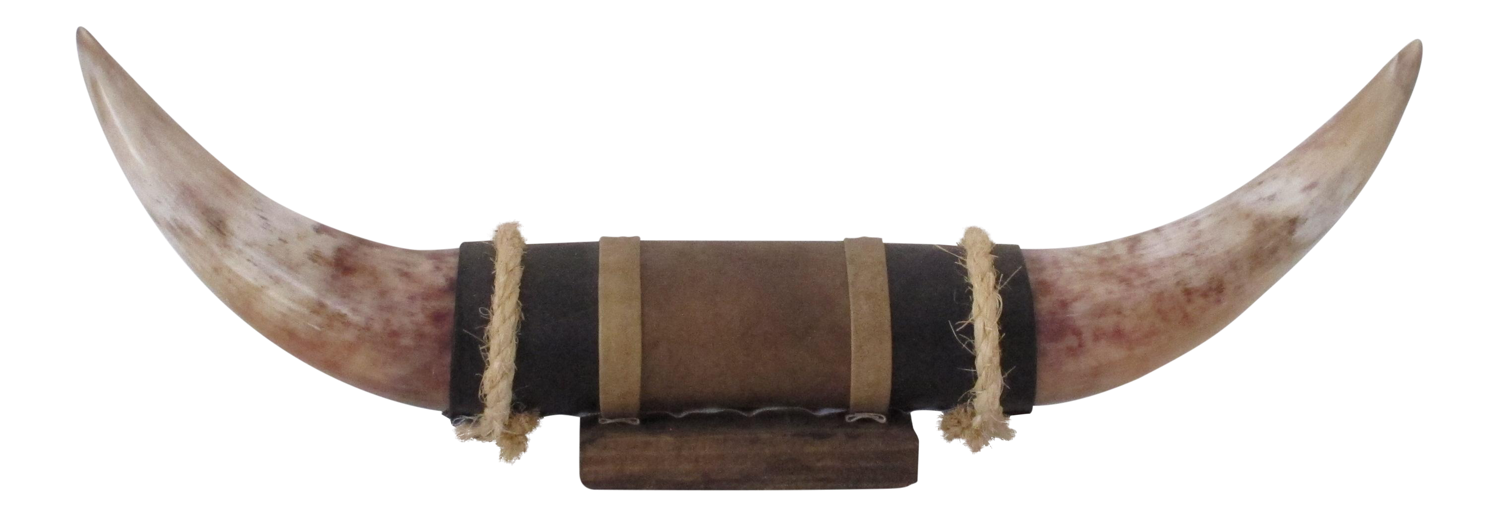 Albino Bull Horns Wall Decor Chairish