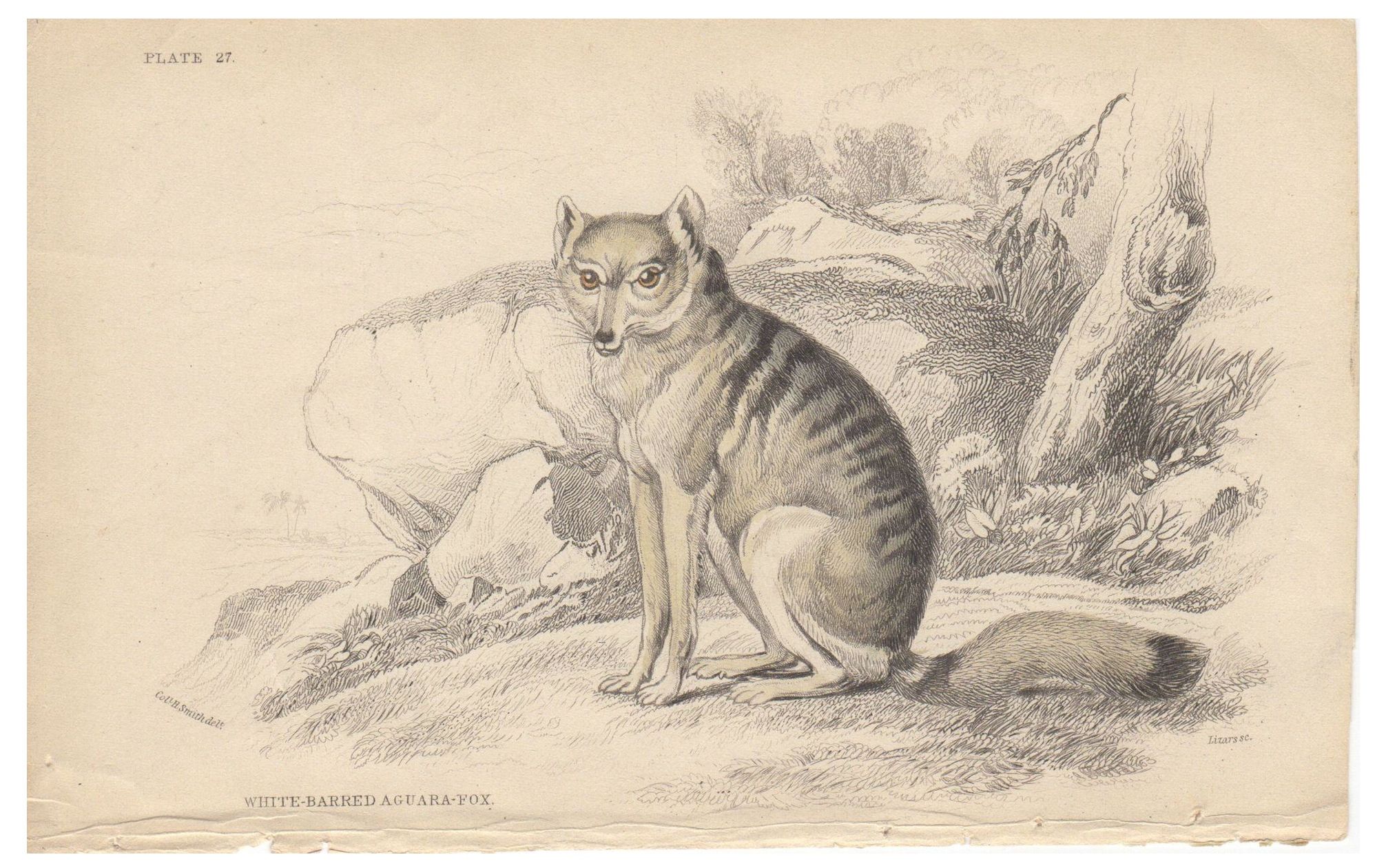 19th C. Hand Colored Etching Chairish