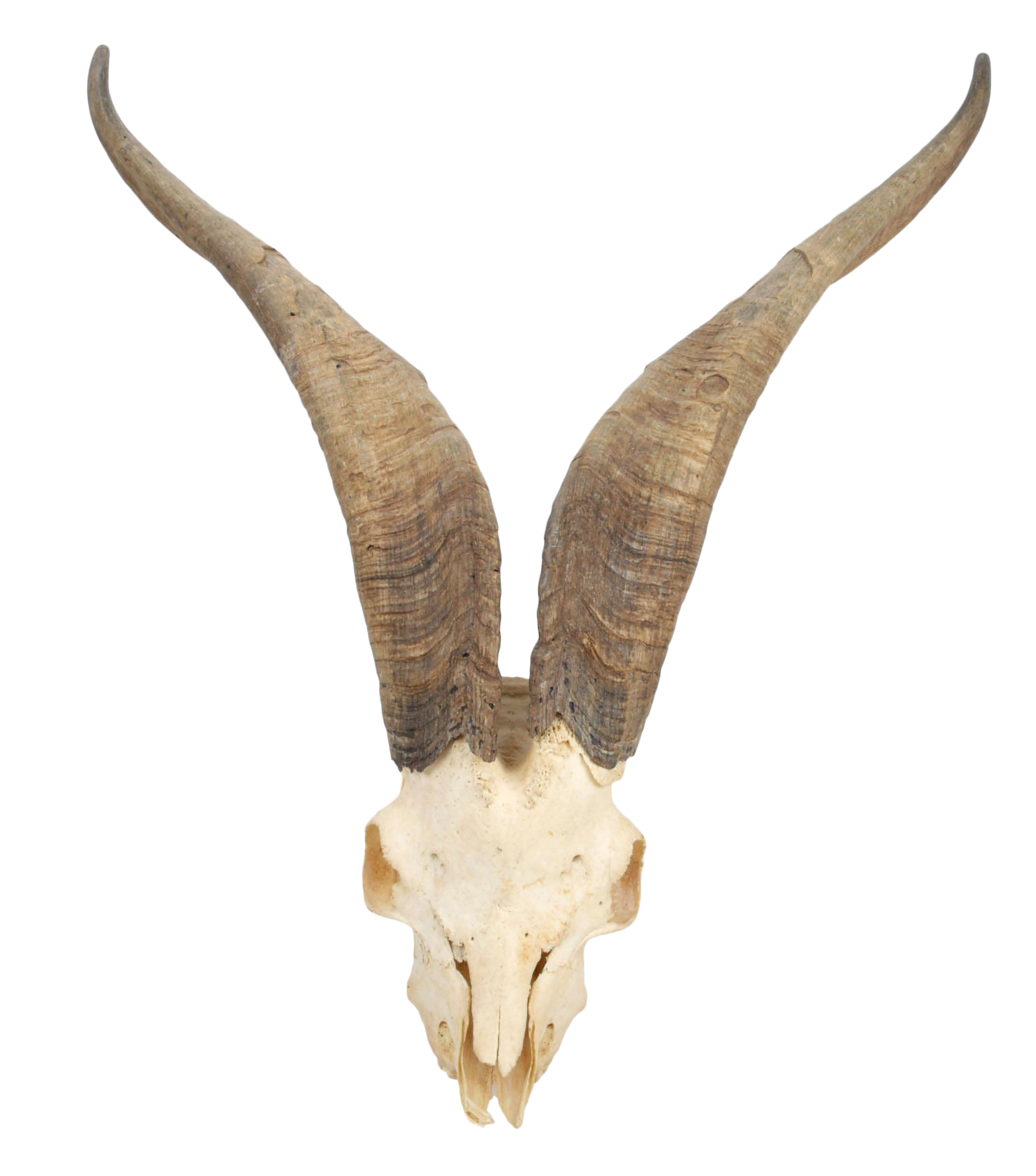 Mountain Goat Skull with Antlers | Chairish