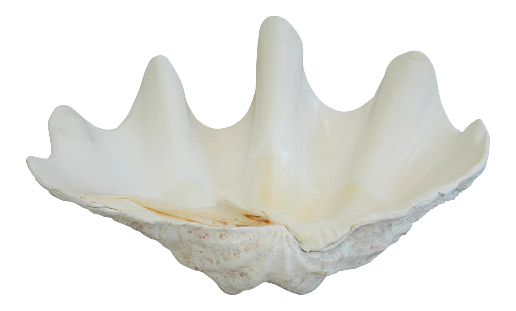 vanities bathroom 7ft Clamshell Saltwater Large Chairish Antique   Nautical