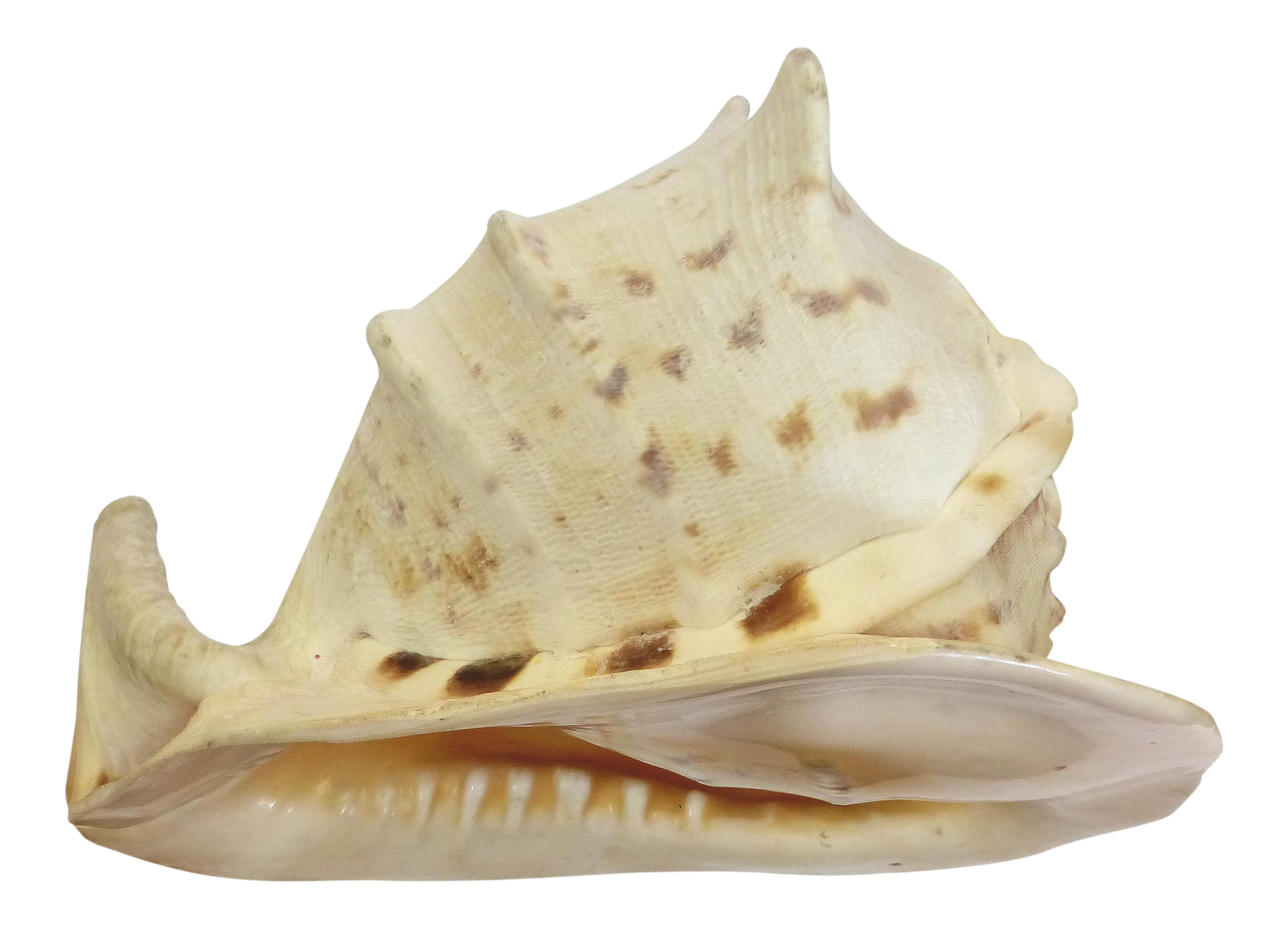 Natural King Helmet Conch Shell Specimen | Chairish