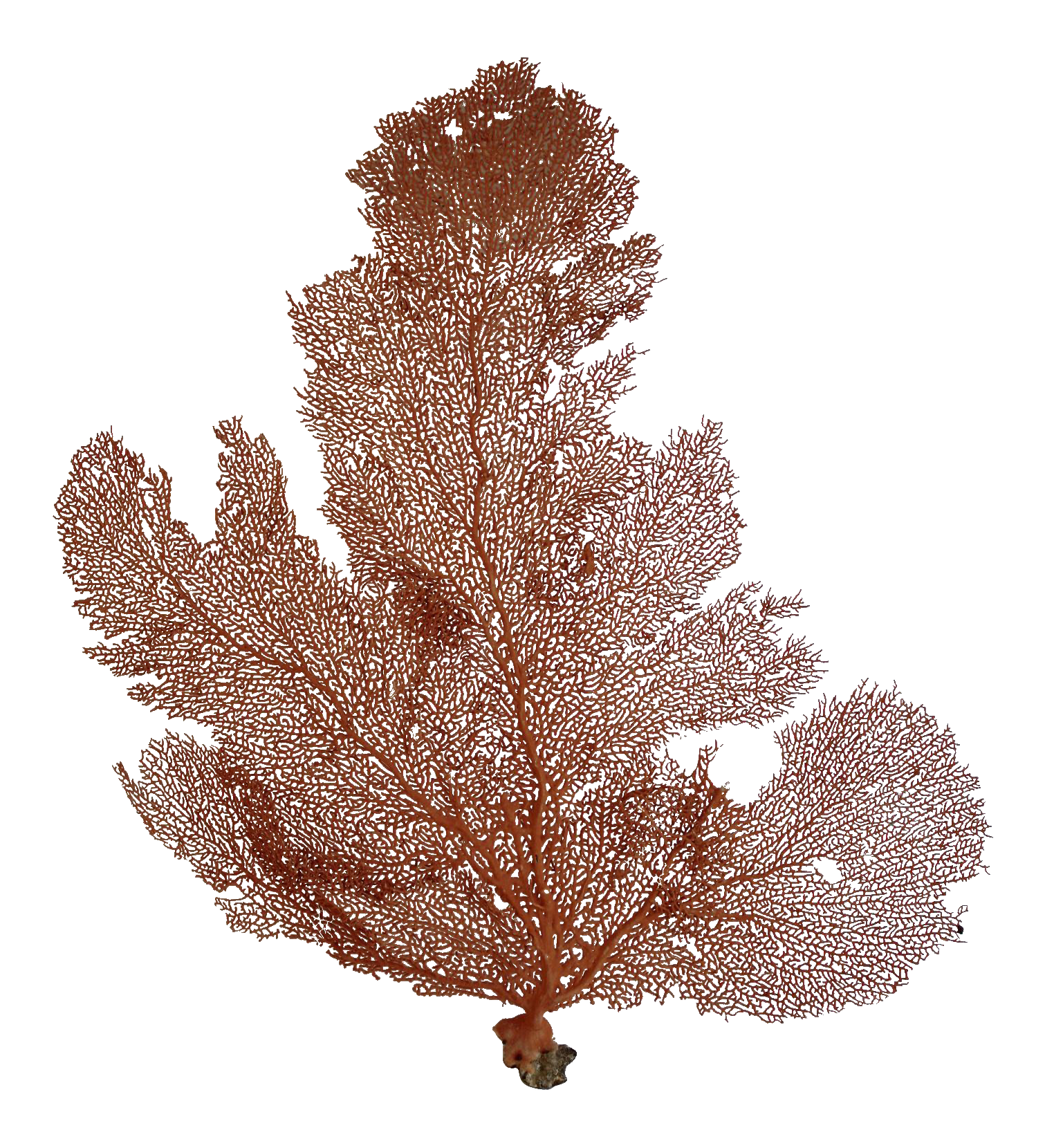 Natural Red Coral Sea Fan Chairish