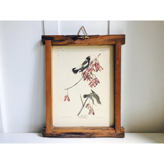 Vintage Framed Audubon Bird Print Chairish