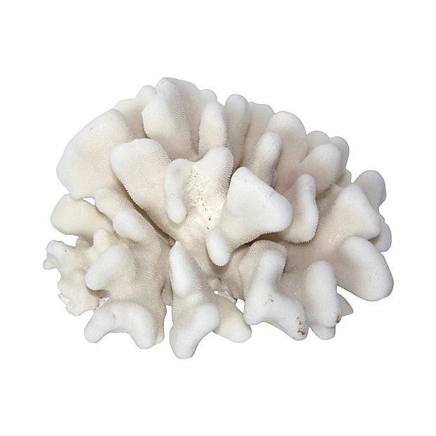 White Natural Pacific Elkhorn Coral Specimen Chairish
