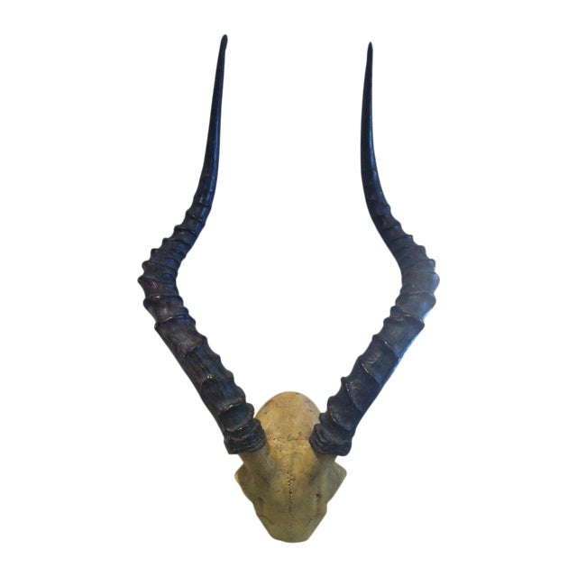Impala Horns Wall Decor Chairish