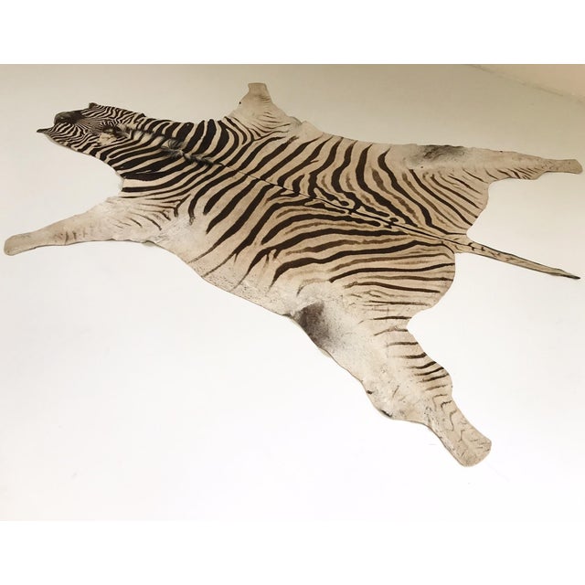 Zebra Hide Rug 6′6″ × 8′ Chairish