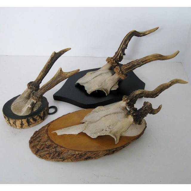 Vintage Mounted Antlers Set of 3 Chairish