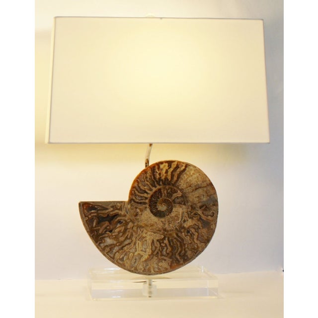 Ammonite Fossil Lamps A Pair Chairish