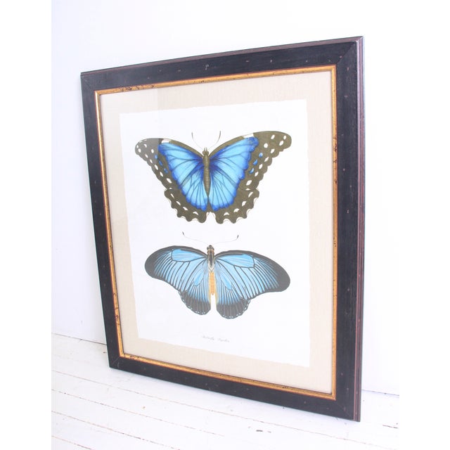 Large Vintage Butterfly Print Framed Chairish