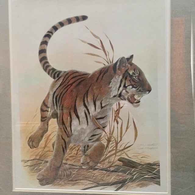 Copper Framed John Ruthven "Bengal Tiger" Lithograph From 1970s Safari