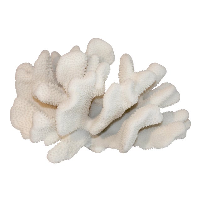 Natural Cats Paw Coral Chairish