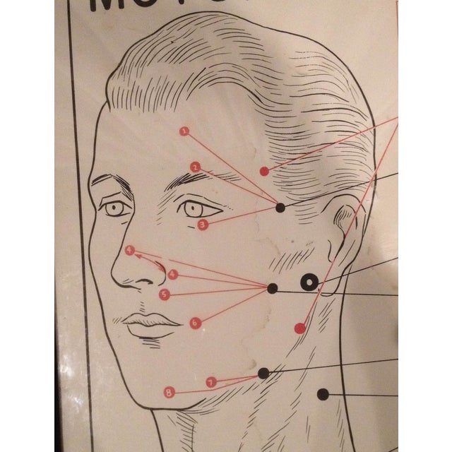 1953 Motor Points of the Face Diagram Chairish