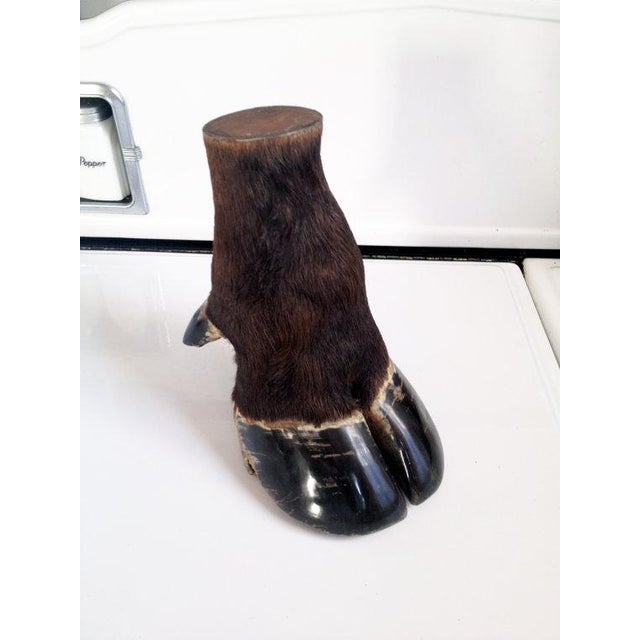 Antique Water Buffalo Taxidermy Hoof Chairish