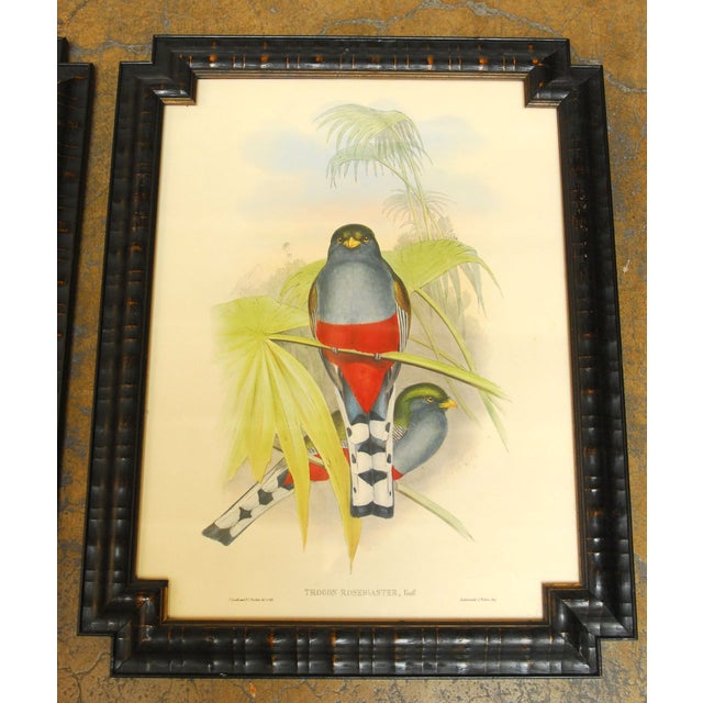 J. Gould Framed Prints Pair Chairish