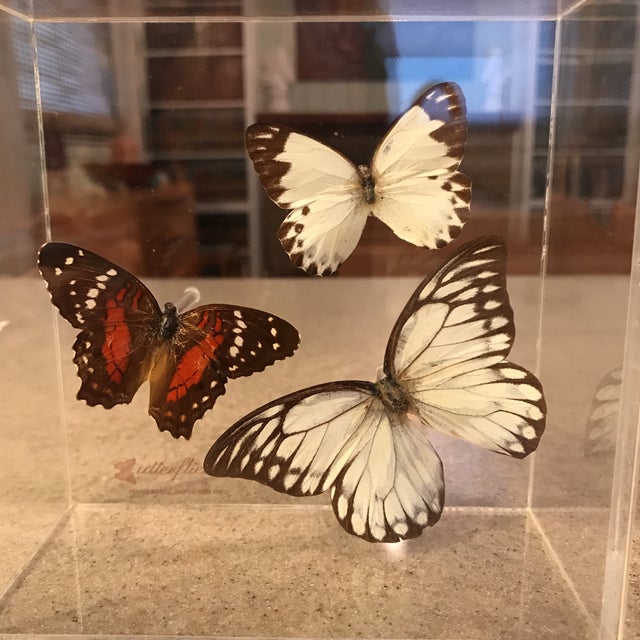 Vintage Butterfly Specimen in Lucite Display Case Chairish