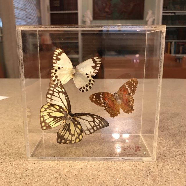 Vintage Butterfly Specimen in Lucite Display Case Chairish