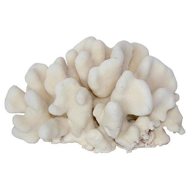White Natural Pacific Elkhorn Coral Specimen Chairish