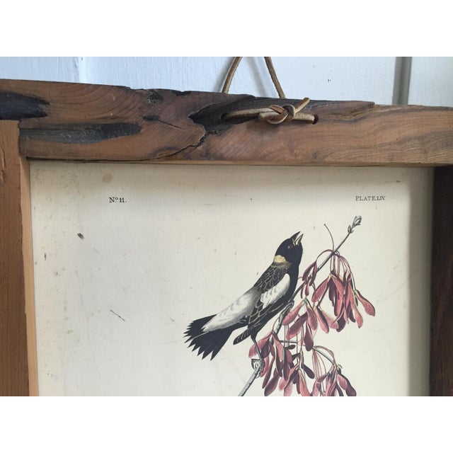 Vintage Framed Audubon Bird Print Chairish