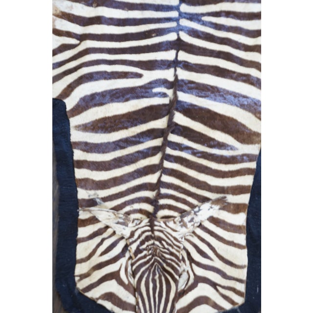 Authentic Zebra Hide Rug on Felt 5' x 10' Chairish