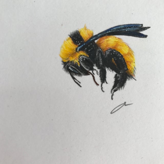 Original Queen Bee Drawing | Chairish