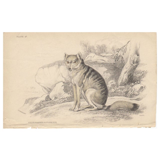 19th C. Hand Colored Etching Chairish