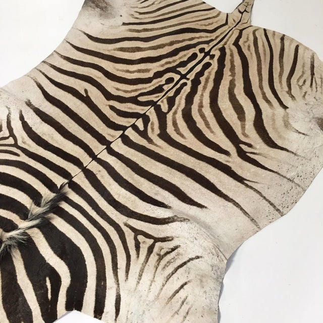 Zebra Hide Rug 6′6″ × 8′ Chairish