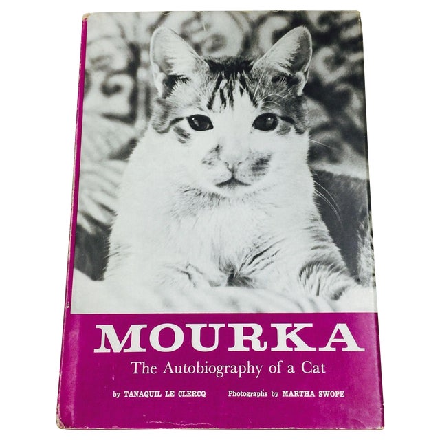 Autobiography of a cat essay picture