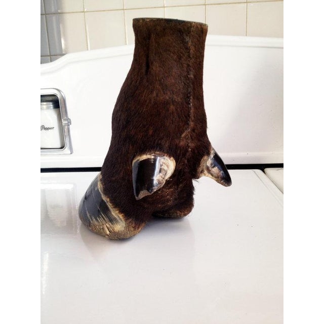 Antique Water Buffalo Taxidermy Hoof Chairish