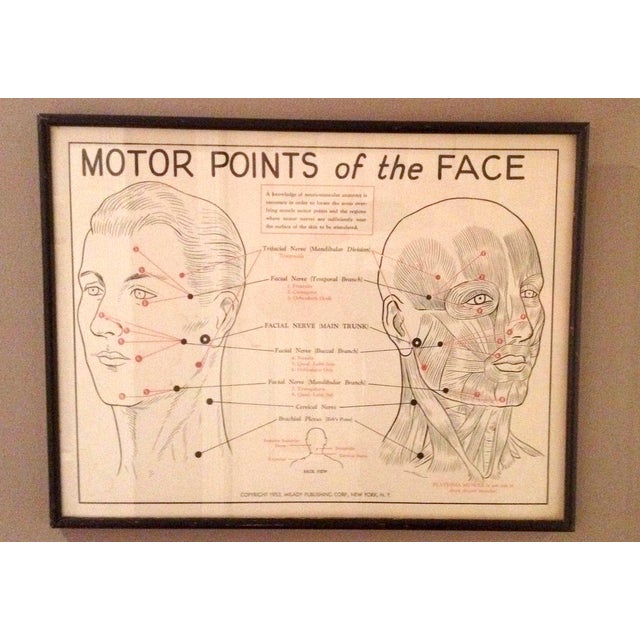 1953 Motor Points of the Face Diagram Chairish