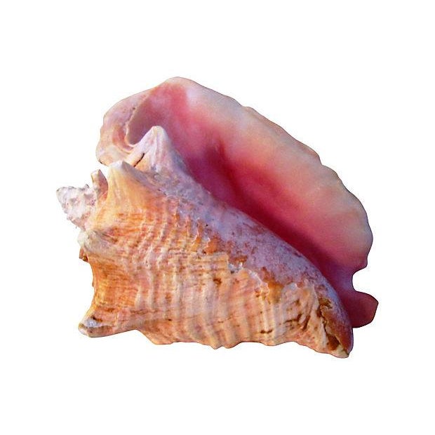 Large Bahamian Pink Conch Shell Chairish