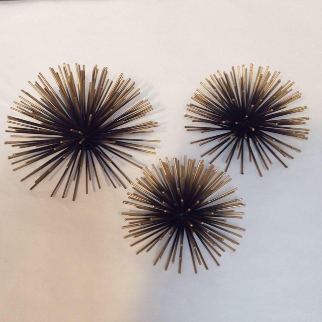 Gold Tipped Sea Urchin Wall Decor Set of 3 Chairish