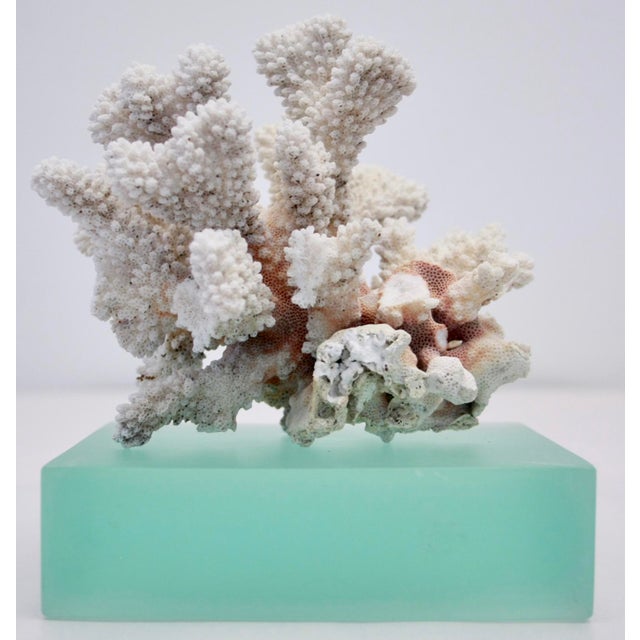 Natural Coral Display on Acrylic Block Chairish